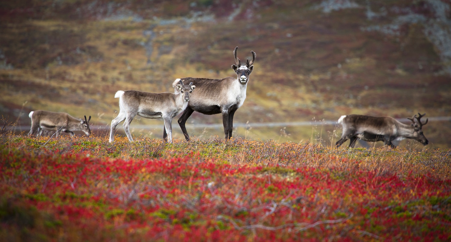 Finnmark Norway Finnmark Norway