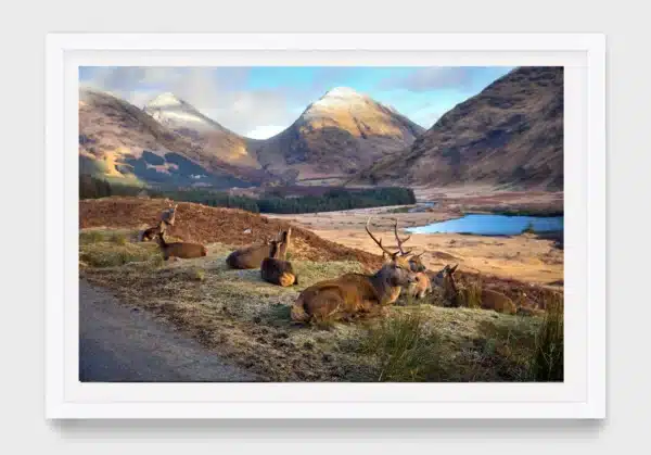 Glen Etive deer, Glencoe, Scotland