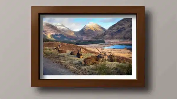 Glen Etive deer, Glencoe, Scotland
