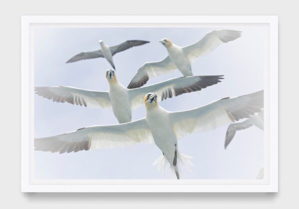 Northern Gannets, Shetland