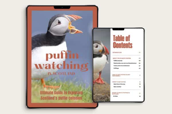 Puffin watching in Scotland - your ultimate guide - Image 2