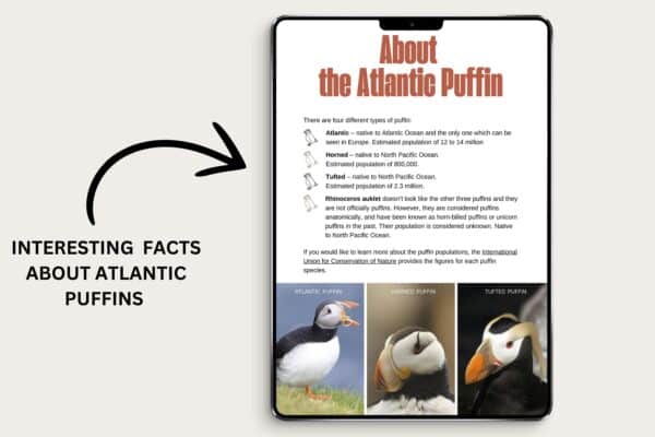 Puffin watching in Scotland - your ultimate guide - Image 3