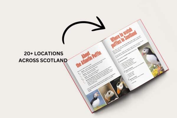Puffin watching in Scotland - your ultimate guide - Image 4